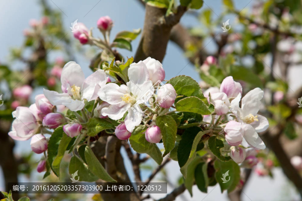 蘋果園