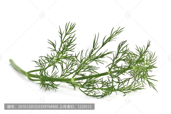 新鮮蒔蘿枝孤立在白色背景
