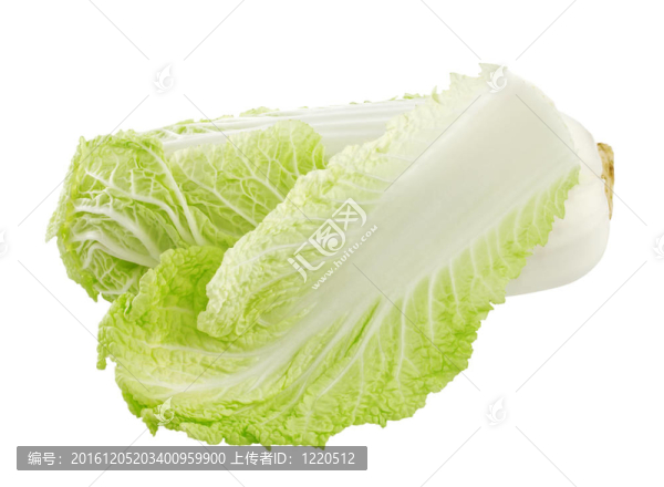 白色背景下的白菜