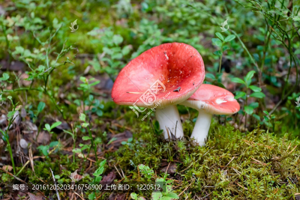 秋天紅樹林上的紅蘑菇。