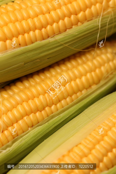 玉米