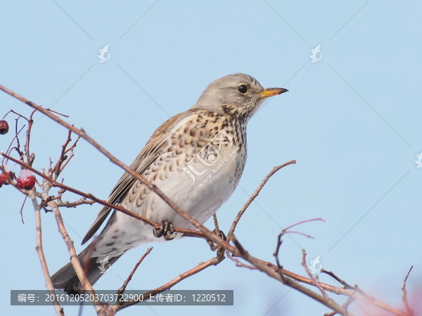 田鶇；Turdus,pilaris