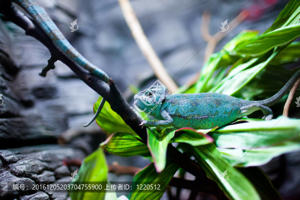Chamaeleon,calyptratus