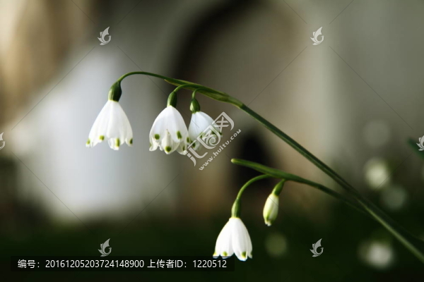 夏日雪花