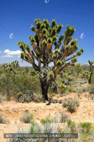 大Joshua,Tree