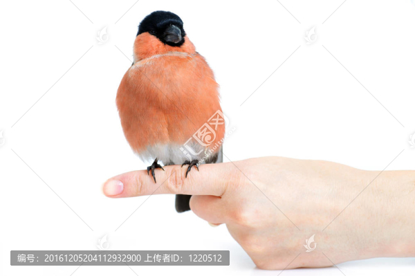 紅腹灰雀