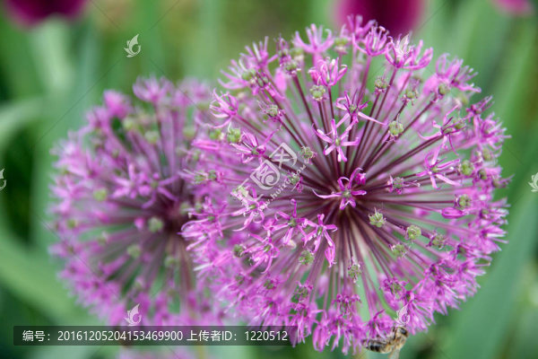 洋蔥花裝飾；拉丁。蔥hollandicum