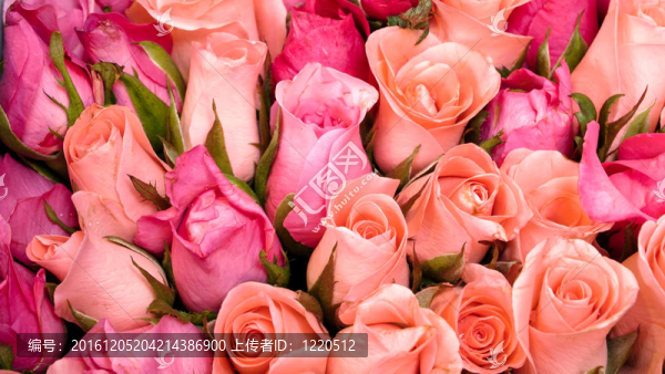 橙粉色玫瑰-匯圖網(wǎng) www.fosd68.com 橙粉色玫瑰