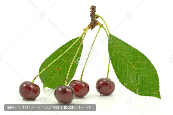 白櫻桃