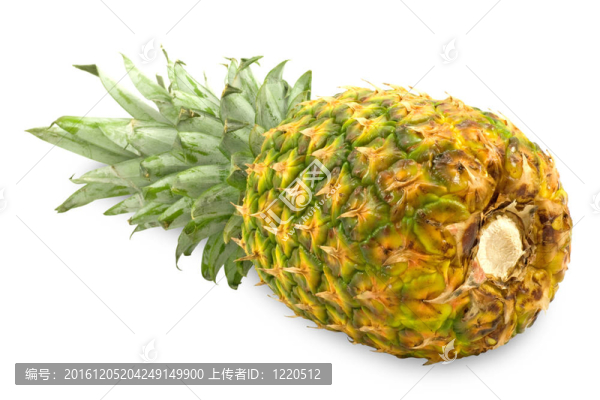 白色背景菠蘿