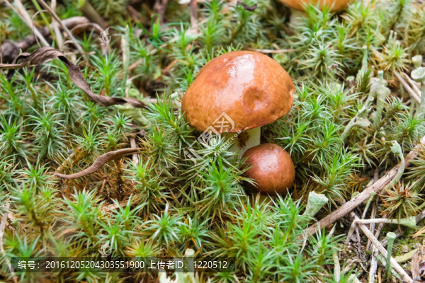 青苔中的蘑菇