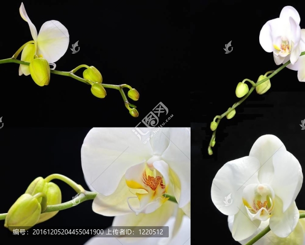 蘭花。