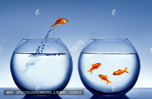 金魚跳出水面