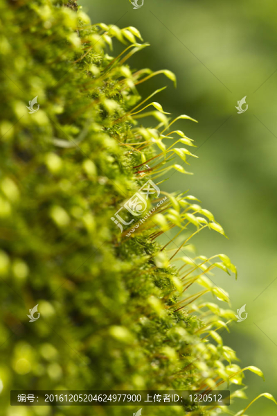 金發(fā)蘚屬植物