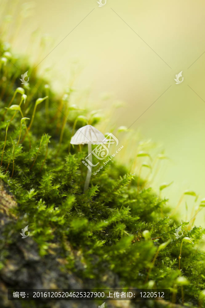 金發(fā)蘚屬植物