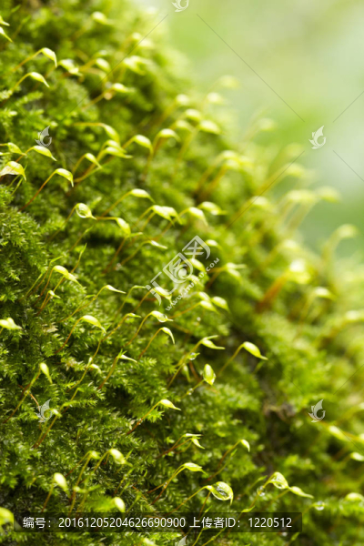 金發(fā)蘚屬植物