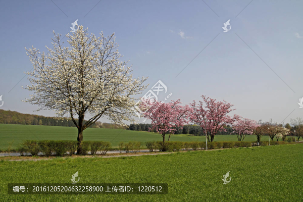 春天的櫻桃樹；德國(guó)