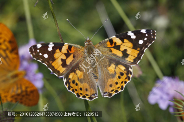 Vanessa,cardui；涂女士