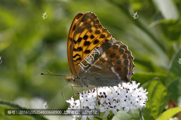 洗銀貝母（Argynnis）