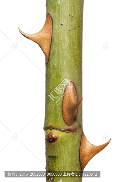 玫瑰干