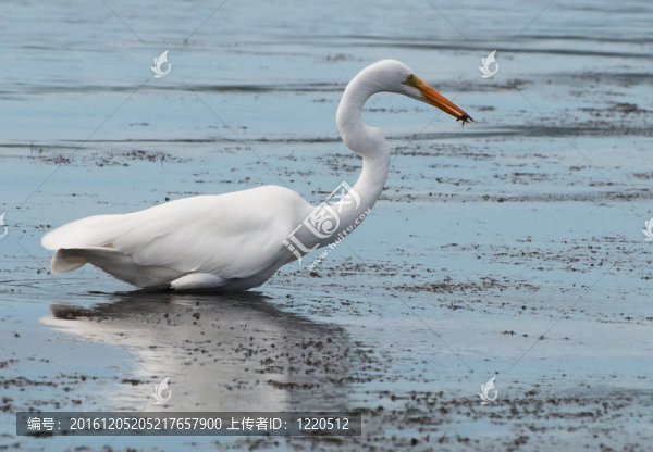 大白鷺（Ardea,alba）與甲殼類票據(jù)；海龜國家公園；哥斯達(dá)黎加