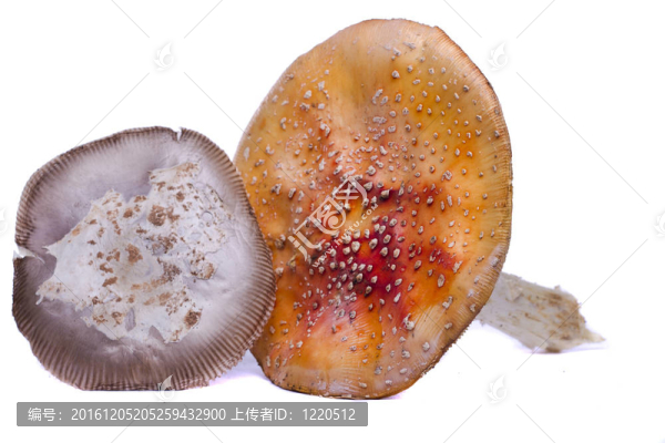 幾種野生蘑菇