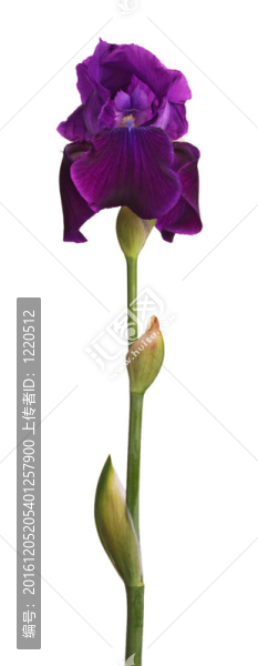 在白色上分離的莖和紫色鳶尾花