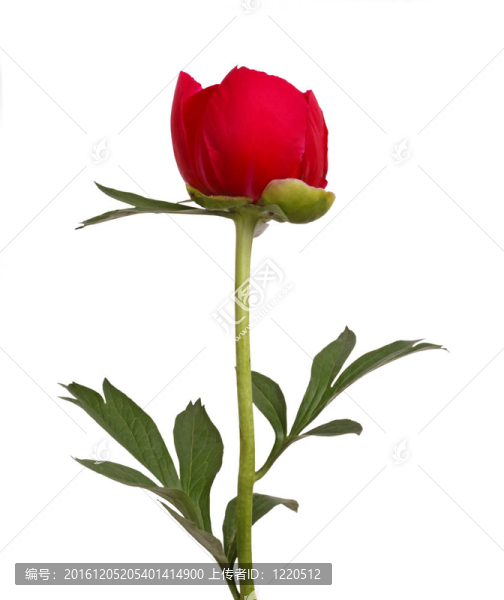 紅牡丹花莖