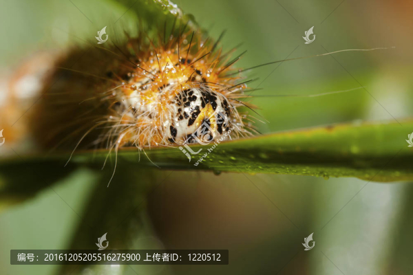 豹燈蛾幼蟲卡特彼勒