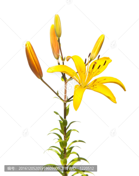 莉莉