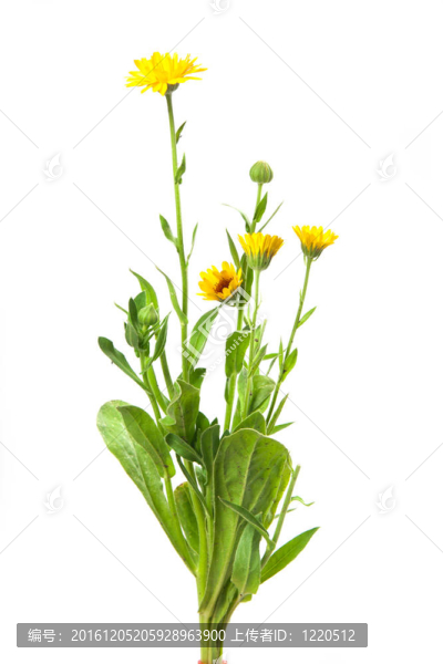 金盞花金盞花；