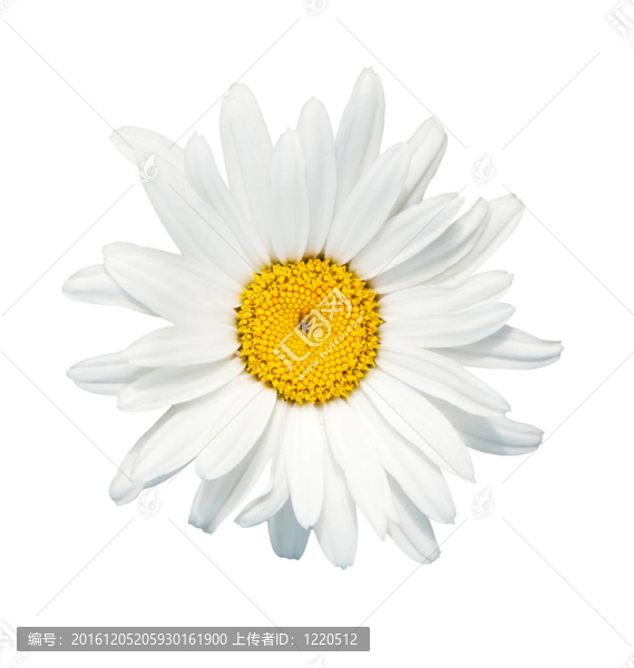 甘菊