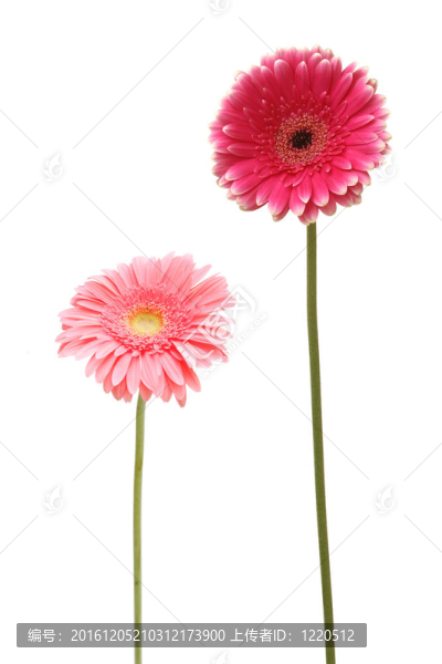 兩雛菊