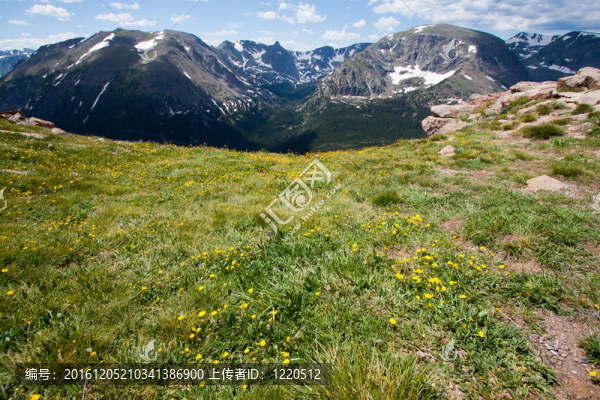 在落基山脈的山脊路高山草甸高山水楊梅；科羅拉多
