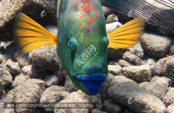 聰明的魚