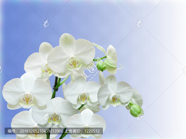 蘭花花的特寫