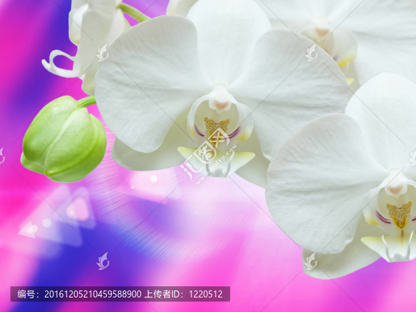 蘭花花的特寫