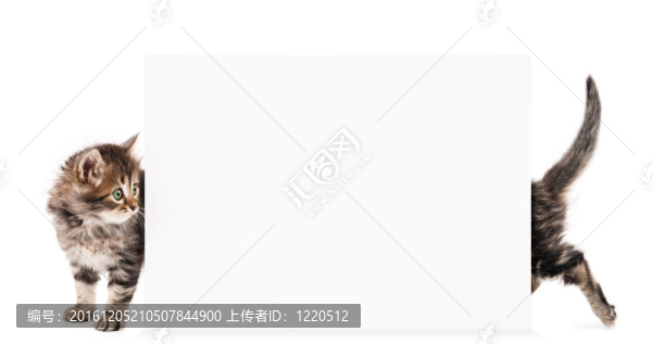 小貓與空白