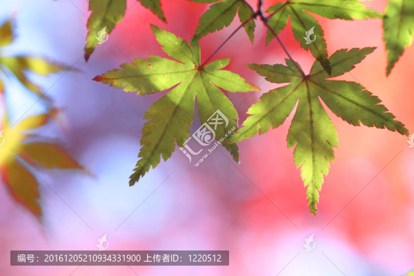 五顏六色的樹葉