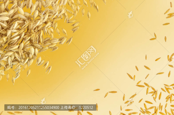 燕麥莖和谷粒的框架
