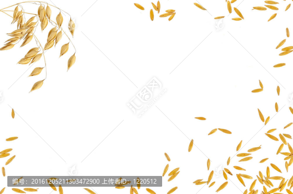 燕麥三莖粒結(jié)構(gòu)