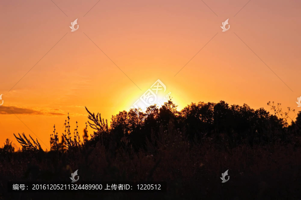在樹的映襯下日落