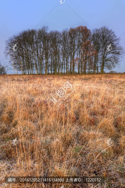 sunrsie景觀眺望著金色的田野向地平線上的輪廓樹(shù)草