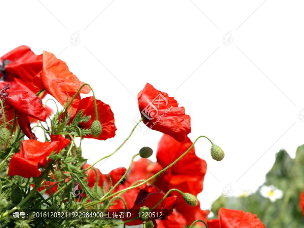 美麗的紅罌粟分離