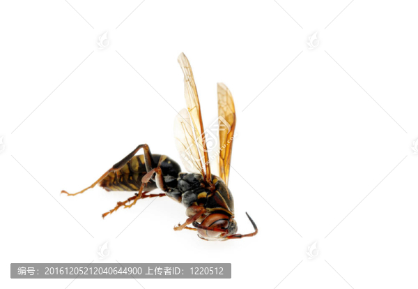 死馬