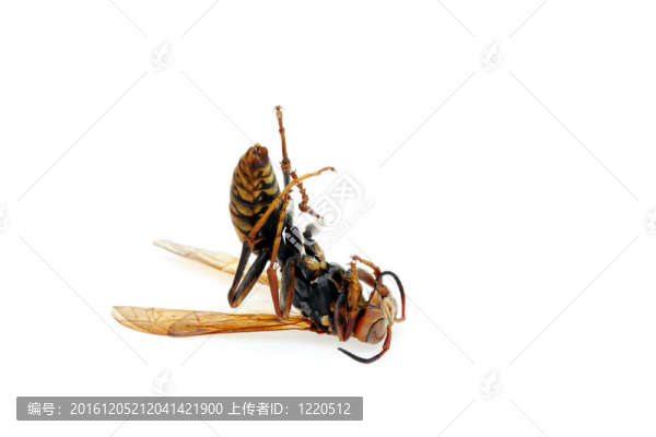 死馬