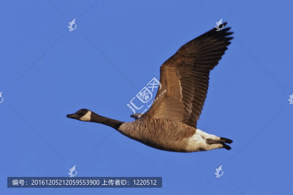 飛行中的加拿大鵝