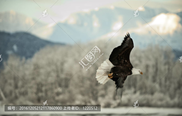 飛禿鷹。