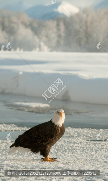 一個成年的禿鷹（白頭海雕）在雪的肖像