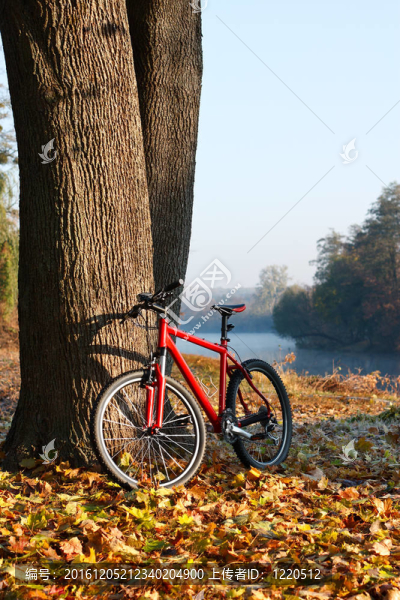 紅色自行車站在樹干大樹附近